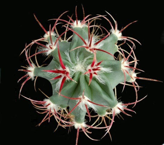 Echinocactus_parryi